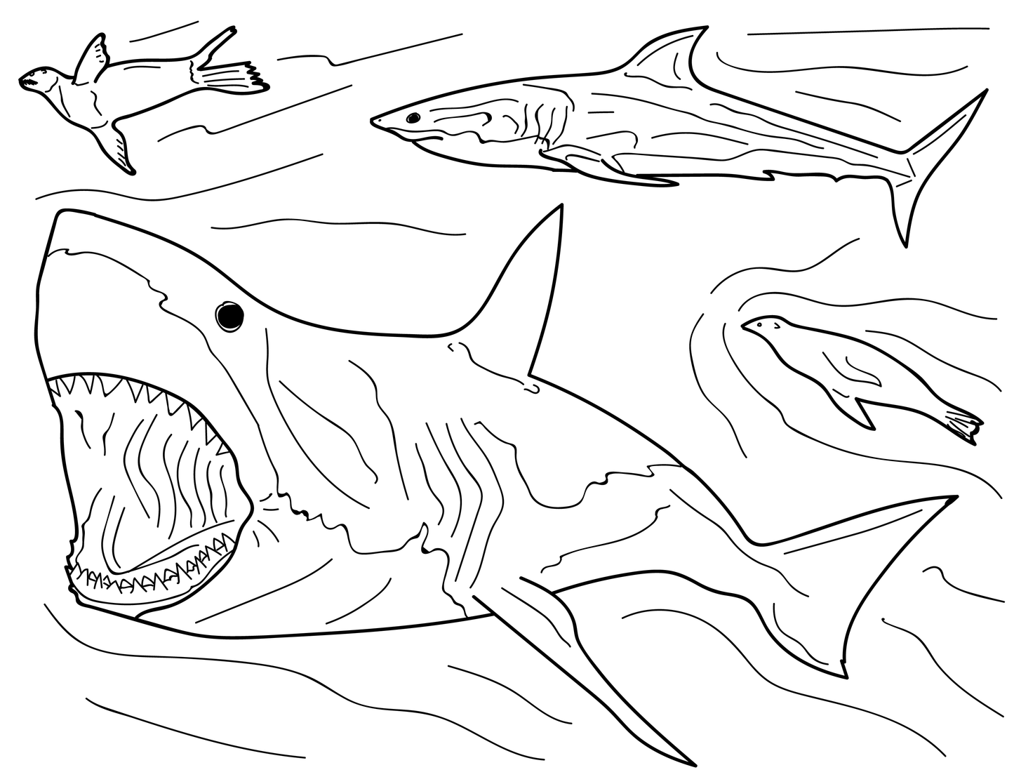 Libro educativo para colorear tiburones y rayas