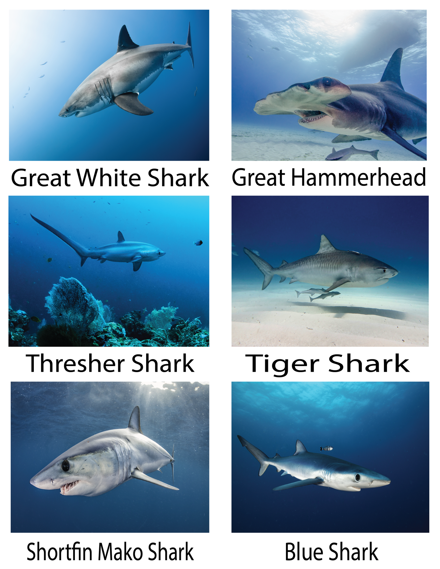 Libro educativo para colorear tiburones y rayas