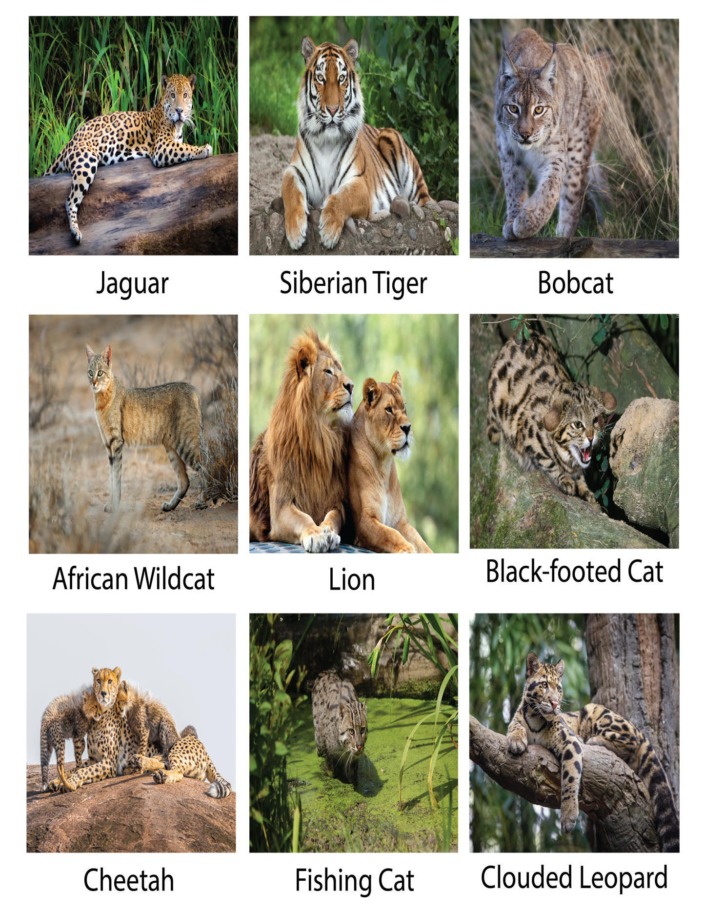 Cats Educational Coloring Book