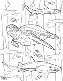 Midway Atoll Educational Coloring Book
