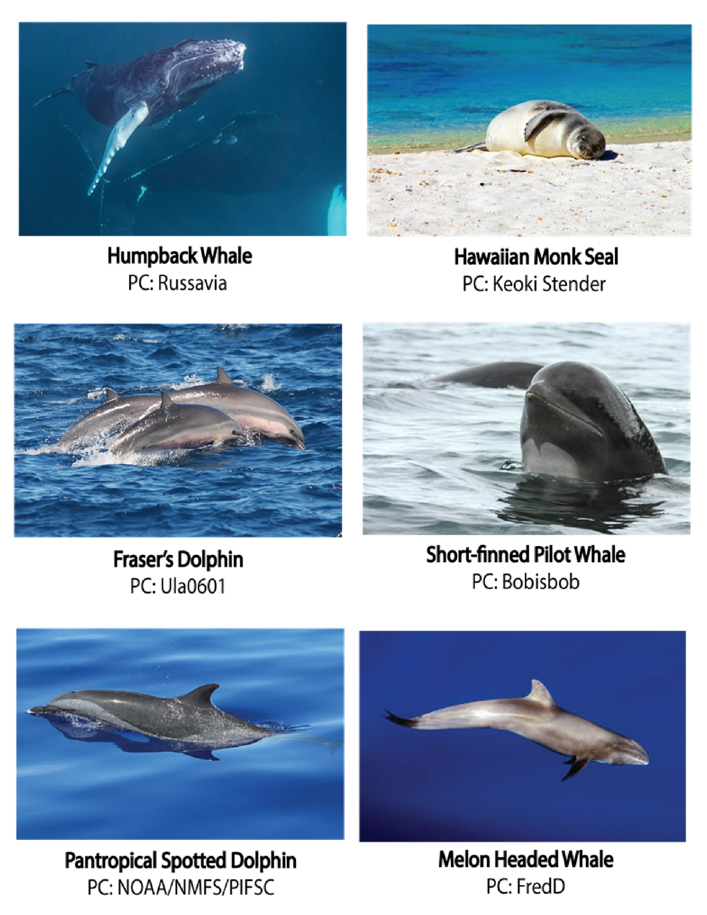 Marine Mammals Educational Coloring Book