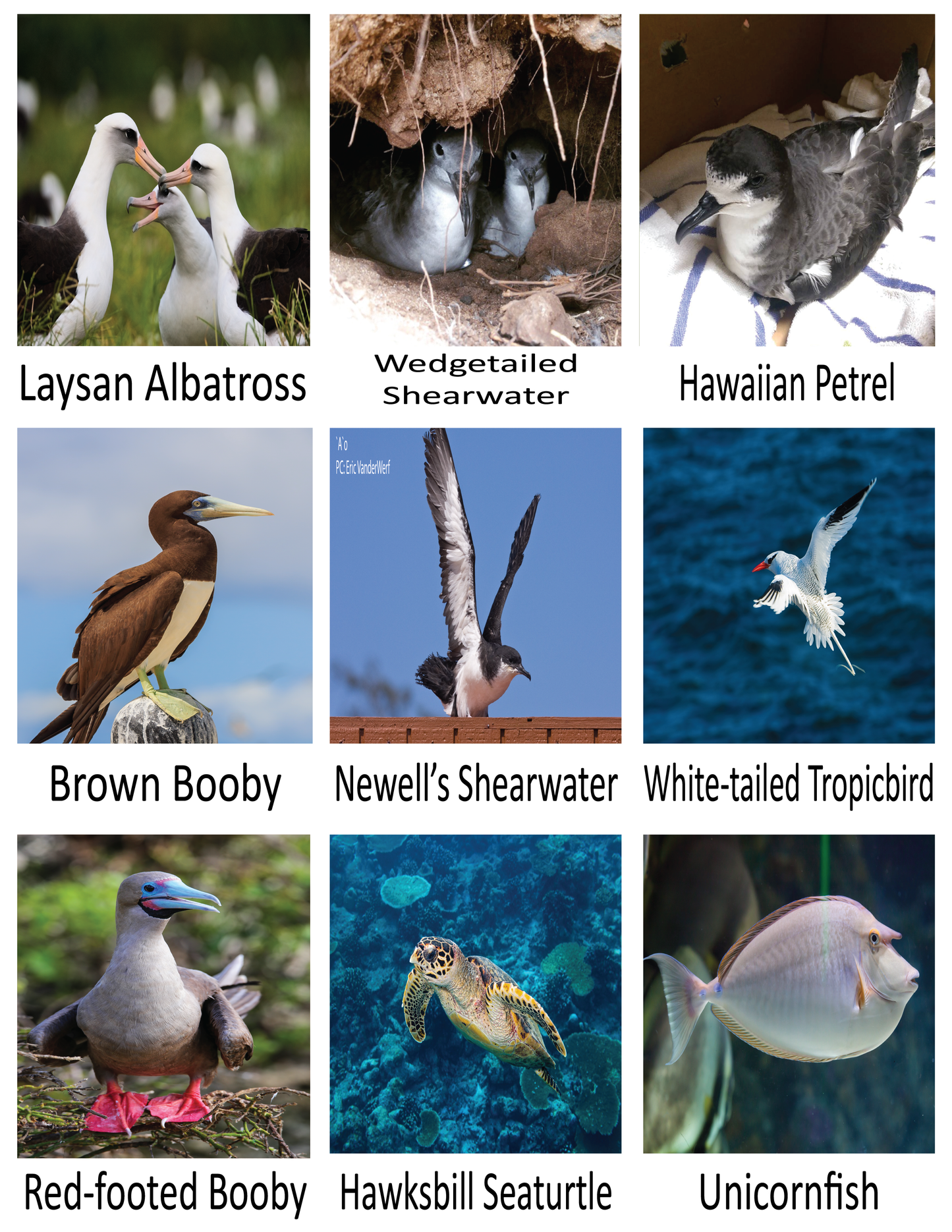 Hawaiian Wildlife Educational Coloring Book (Olelo/English)