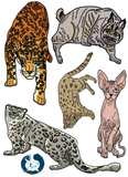 Cats Educational Coloring Book