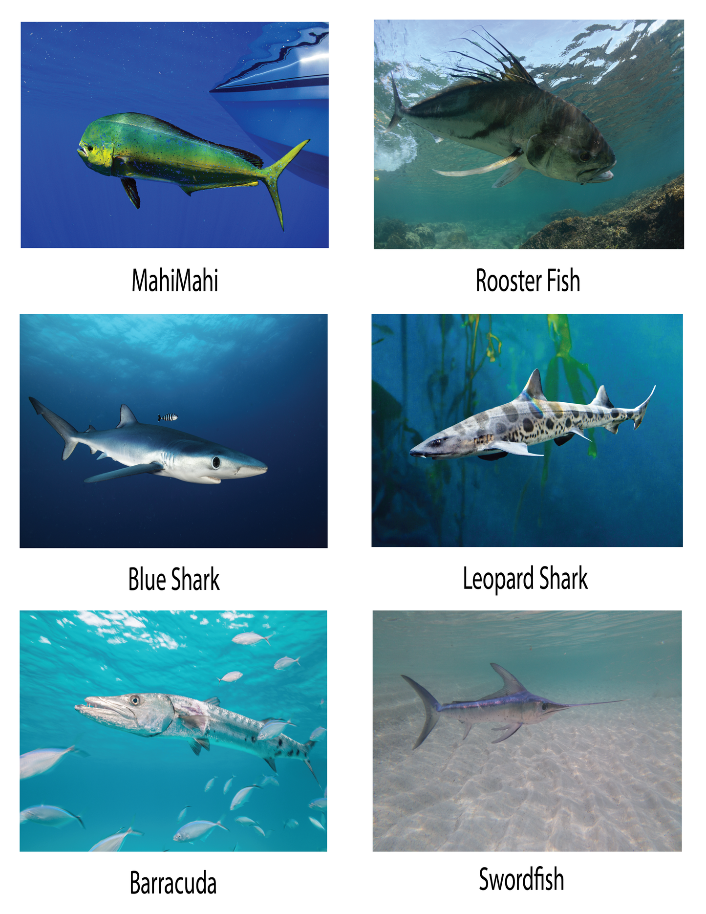 Libro educativo para colorear peces del Pacífico