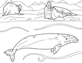Marine Mammals Educational Coloring Book