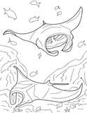Sharks and Rays Educational Coloring Book
