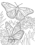 Endangered Species Educational Coloring Book