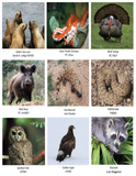 North American Wildlife Educational Coloring Book (English/Spanish)